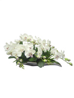 54b607e17f72257c2dde535b_orchid-3.jpg