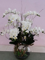 54b6080e9120f51c0ea5ab53_orchid-9.jpg