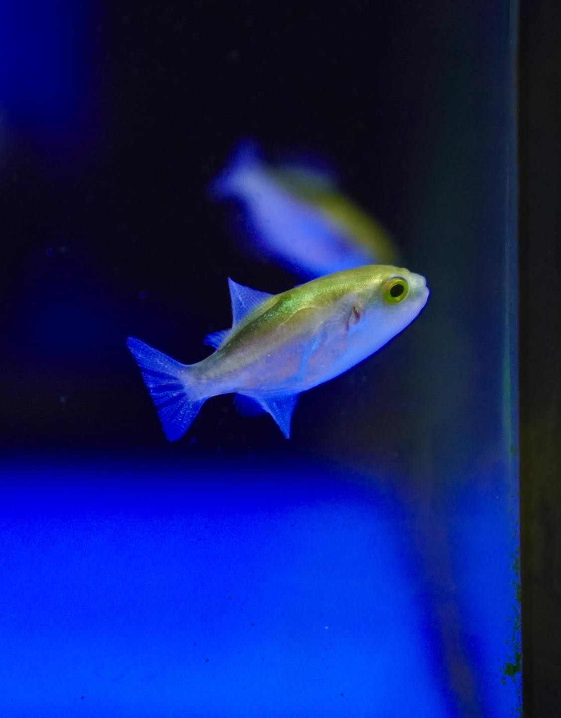 That Aquarium HDB Yishun