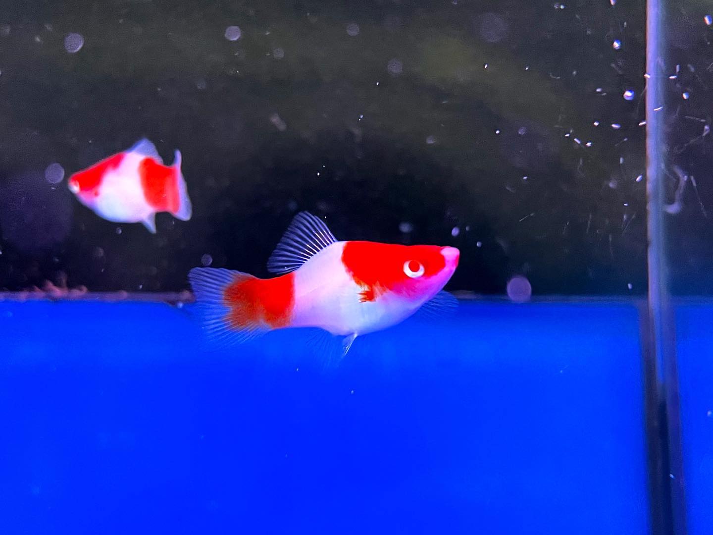 That Aquarium HDB Yishun