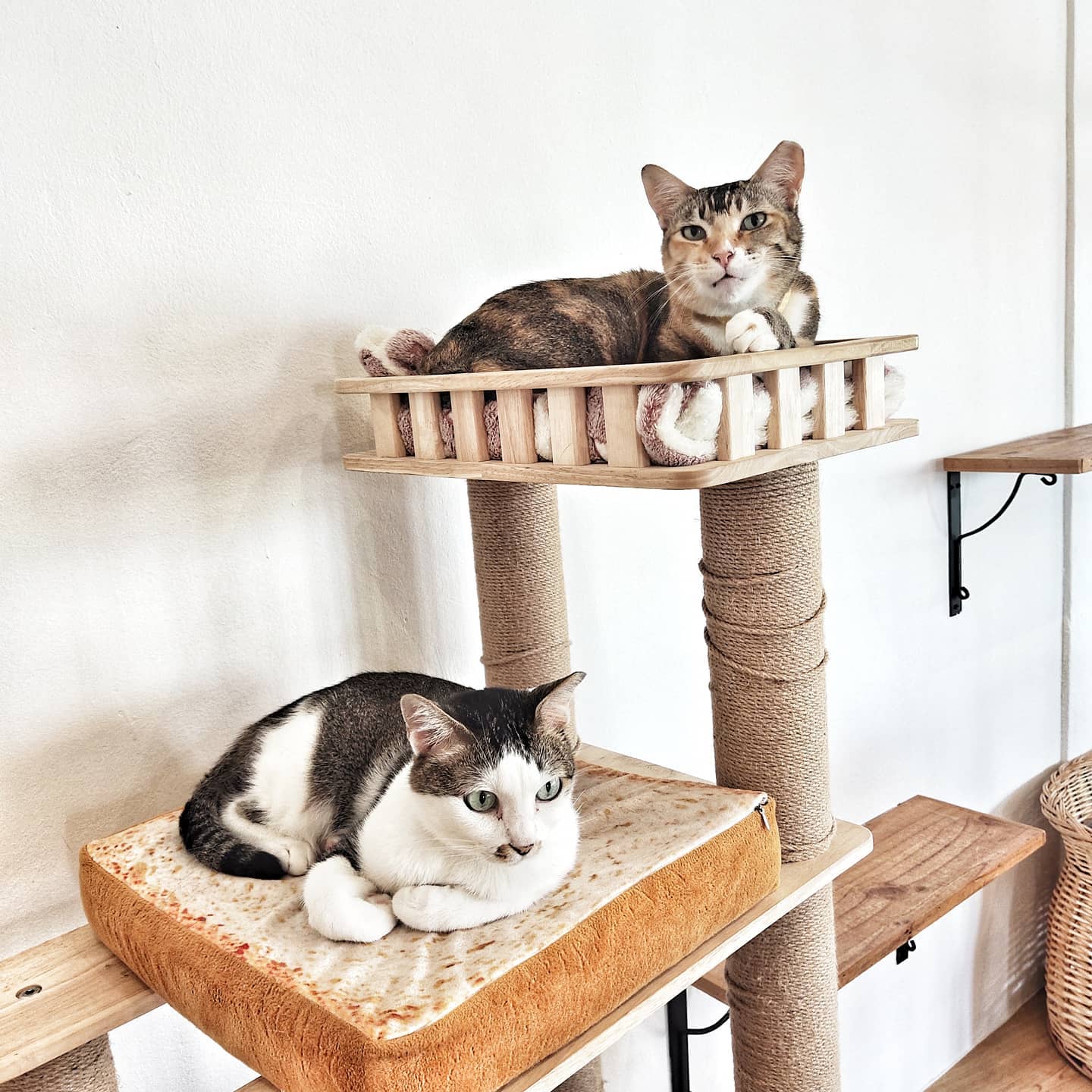 The Cat Cafe Bugis Village